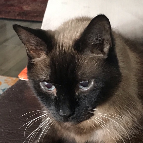 Meet your Posher, Wendi - Picture 7 of 9